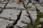 Sheshymore Limestone pavement exposes shallow water carbonates of the Brigantian, Slievenaglasha Formation. These classic kharstified exposures of tabular blocks of limestone pavement, Clints, are cut by vertical fractures, Grikes, which were widened by post glacial disolution (McNamara, & Hennessy, 2010). Fractures were intially established during Variscan folding (Coller, 1984).